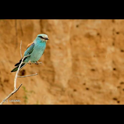 <i>Coracias garrulus</i> Linnaeus, 1758 &copy; J. LAIGNEL