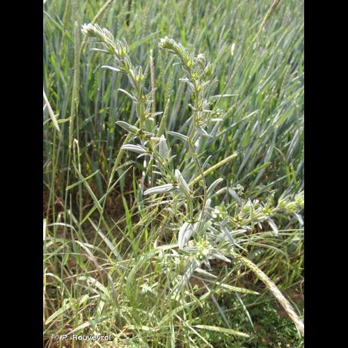 <i>Buglossoides arvensis</i> (L.) I.M.Johnst., 1954 © P. Rouveyrol