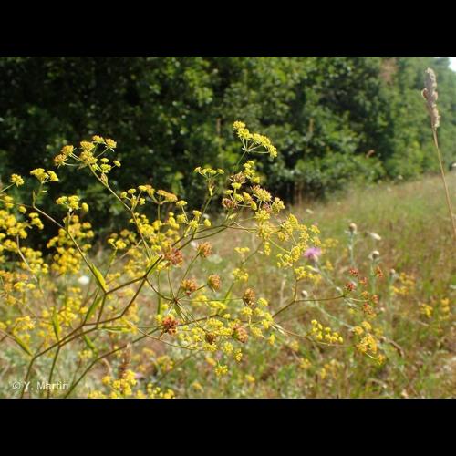 <i>Bupleurum falcatum</i> L., 1753 &copy; NULL