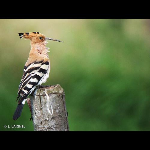 <i>Upupa epops</i> Linnaeus, 1758 &copy; J. LAIGNEL