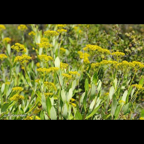 <i>Bupleurum fruticosum</i> L., 1753 © P. Gourdain