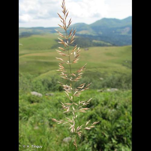 <i>Calamagrostis arundinacea</i> (L.) Roth, 1788 © H. Tinguy