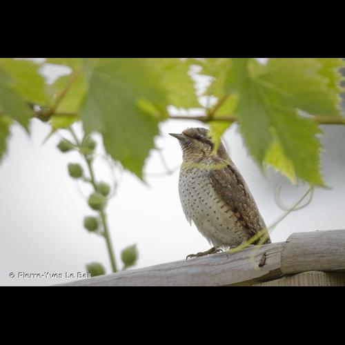 <i>Jynx torquilla</i> Linnaeus, 1758 © Pierre-Yves Le Bail