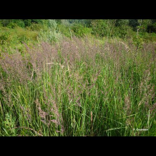 <i>Calamagrostis epigejos</i> (L.) Roth, 1788 © P. Gourdain