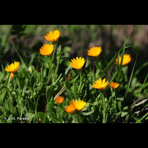<i>Calendula arvensis</i> L., 1763 © A.-H. Paradis