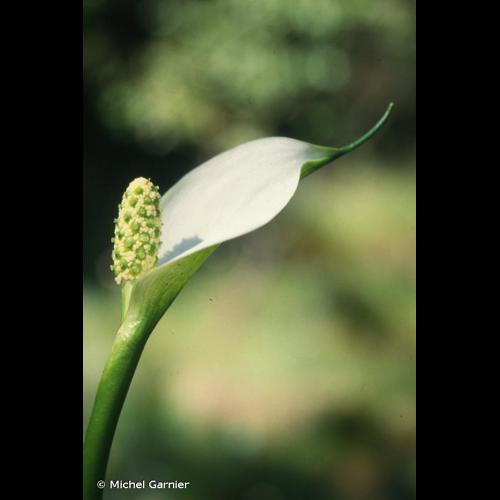 <i>Calla palustris</i> L., 1753 © Michel Garnier