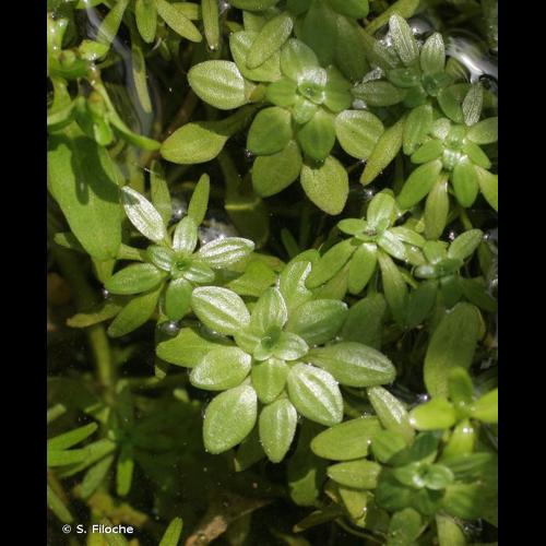 <i>Callitriche obtusangula</i> Le Gall, 1852 © S. Filoche