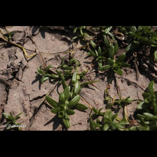 <i>Callitriche palustris</i> L., 1753 © O. Nawrot