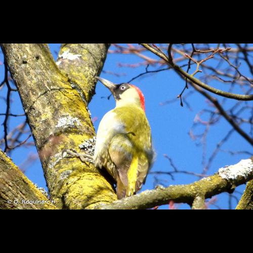 <i>Picus viridis</i> Linnaeus, 1758 © O. Roquinarc'h