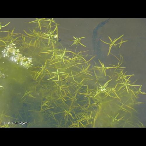 <i>Callitriche platycarpa</i> Kütz., 1842 © P. Rouveyrol