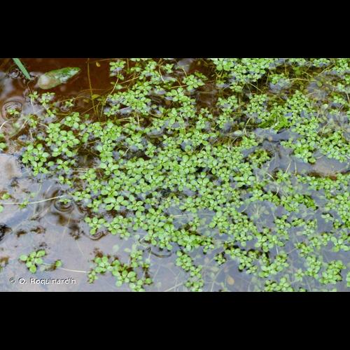 <i>Callitriche stagnalis</i> Scop., 1772 &copy; O. Roquinarc'h