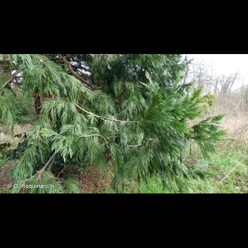 <i>Calocedrus decurrens</i> (Torr.) Florin, 1956 © O. Roquinarc'h