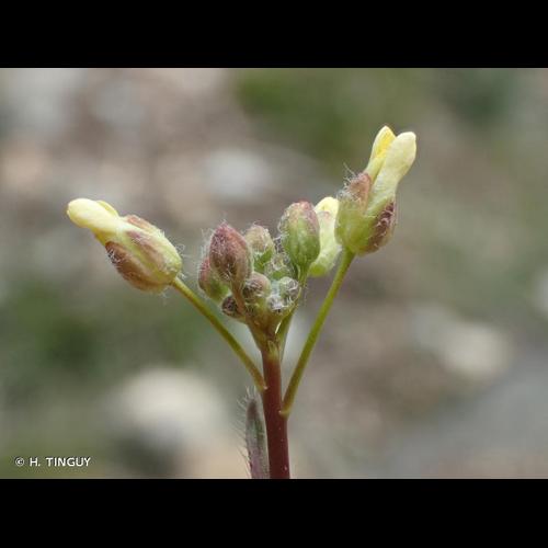<i>Camelina microcarpa</i> Andrz. ex DC., 1821 © H. TINGUY