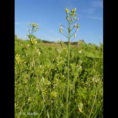 <i>Camelina sativa</i> (L.) Crantz, 1762 © NULL