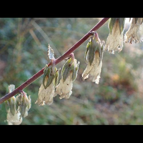 <i>Campanula alliariifolia</i> Willd., 1798 &copy; NULL