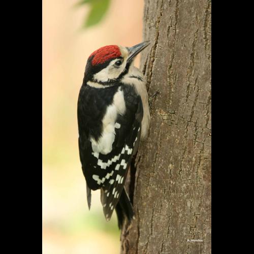<i>Dendrocopos major</i> (Linnaeus, 1758) &copy; A. Horellou