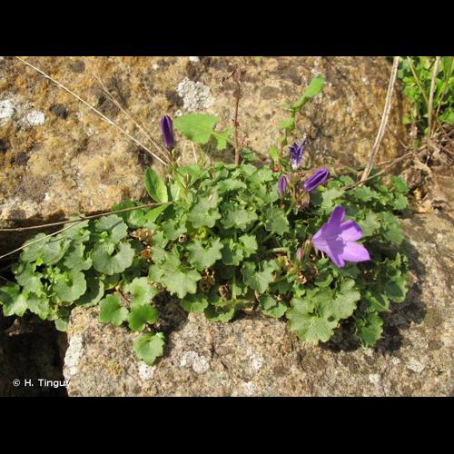 <i>Campanula portenschlagiana</i> Schult., 1819 © H. Tinguy