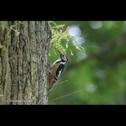 <i>Dendrocopos medius</i> (Linnaeus, 1758) &copy; J. Comolet-Tirman