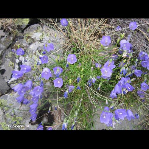 <i>Campanula rotundifolia</i> L., 1753 &copy; P. Rouveyrol