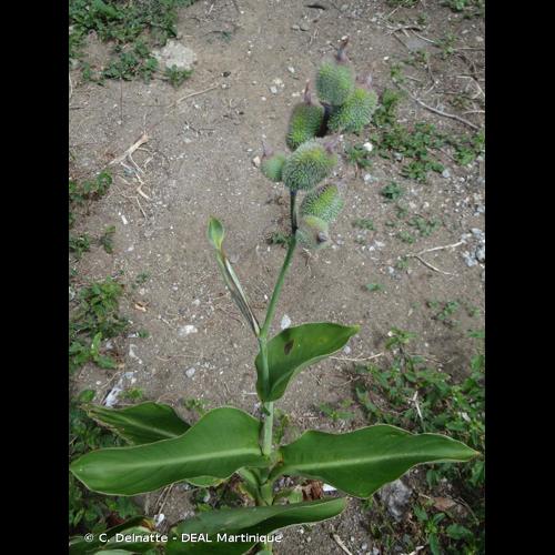 <i>Canna indica</i> L., 1753 © C. Delnatte - DEAL Martinique