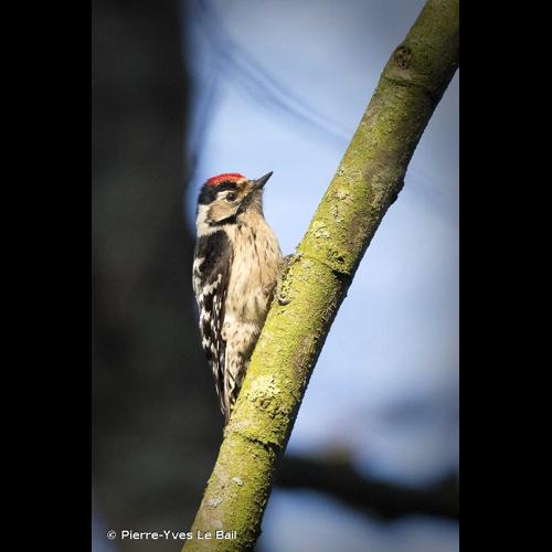 <i>Dendrocopos minor</i> (Linnaeus, 1758) © Pierre-Yves Le Bail