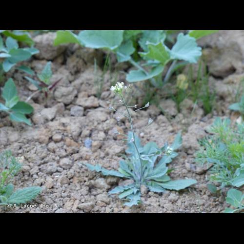 <i>Capsella bursa-pastoris</i> (L.) Medik., 1792 © A. Lacoeuilhe
