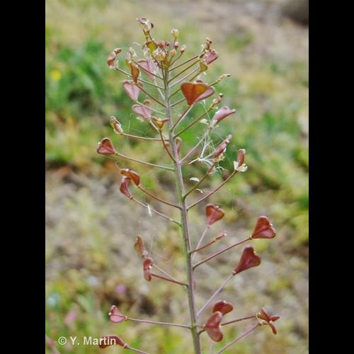 <i>Capsella rubella</i> Reut., 1854 &copy; NULL