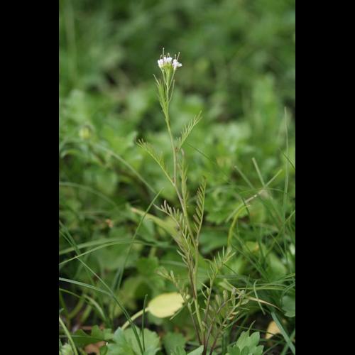 <i>Cardamine parviflora</i> L., 1759 © R. Dupré MNHN/CBNBP