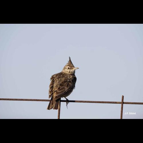 <i>Galerida cristata</i> (Linnaeus, 1758) © J.P. Siblet