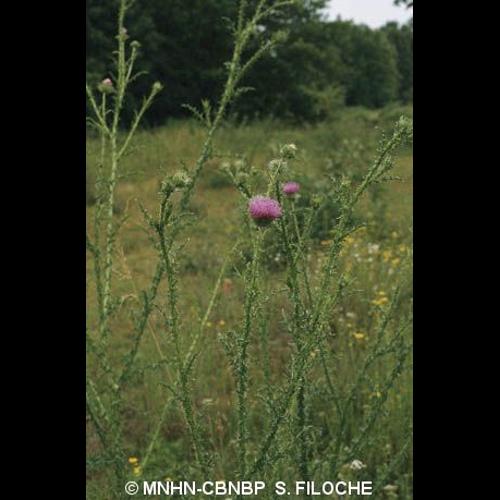 <i>Carduus acanthoides</i> L., 1753 &copy; MNHN-CBNBP S. Filoche