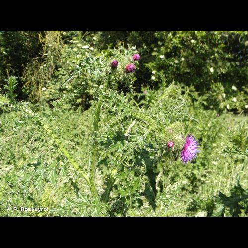 <i>Carduus crispus</i> L., 1753 &copy; P. Rouveyrol
