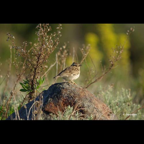 <i>Lullula arborea</i> (Linnaeus, 1758) © P. Gourdain