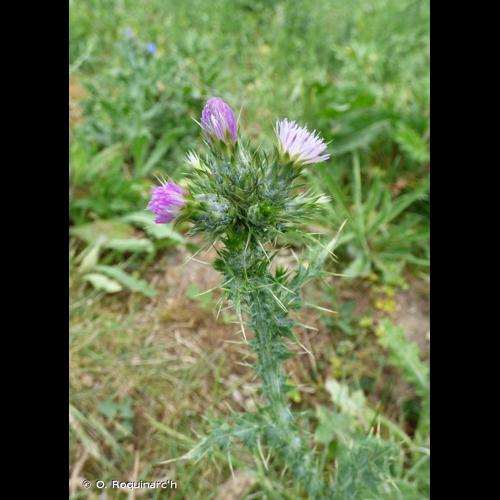 <i>Carduus tenuiflorus</i> Curtis, 1793 &copy; O. Roquinarc'h