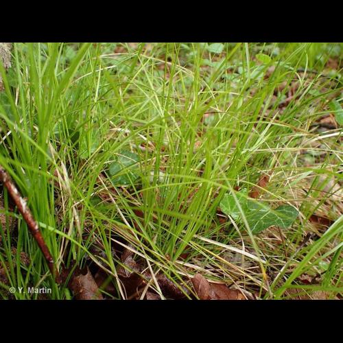 <i>Carex alba</i> Scop., 1772 © NULL