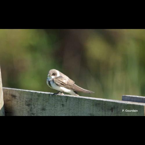 <i>Riparia riparia</i> (Linnaeus, 1758) © P. Gourdain