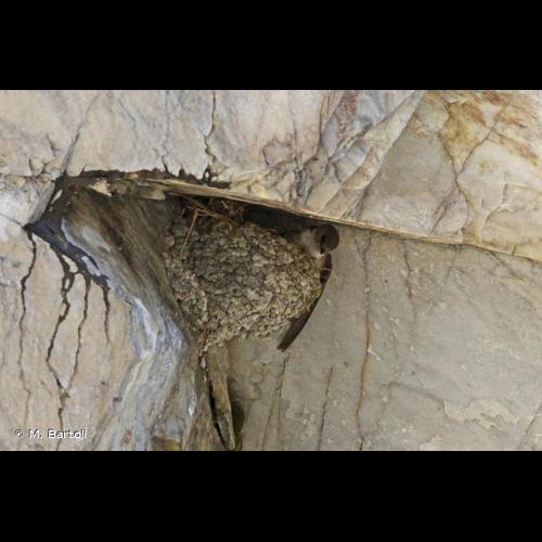 <i>Ptyonoprogne rupestris</i> (Scopoli, 1769) © M. Bartoli