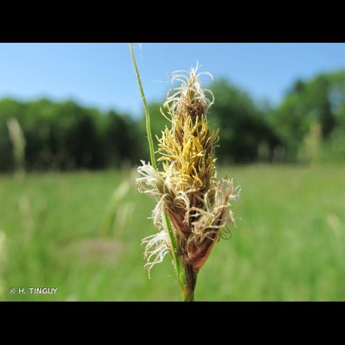 <i>Carex disticha</i> Huds., 1762 © H. TINGUY