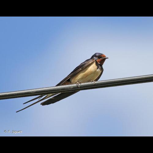 <i>Hirundo rustica</i> Linnaeus, 1758 © F. Jiguet
