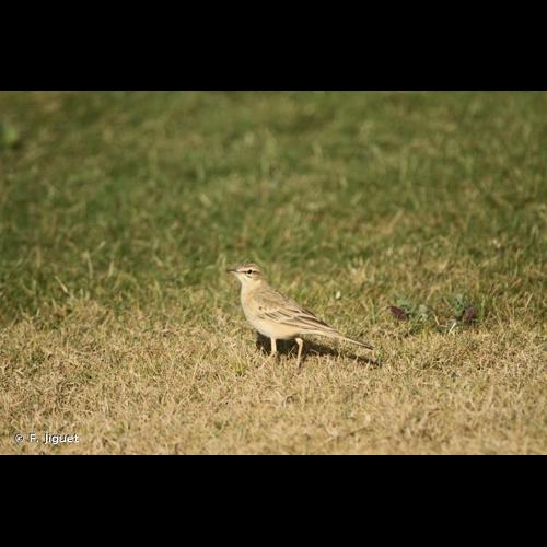 <i>Anthus campestris</i> (Linnaeus, 1758) © F. Jiguet