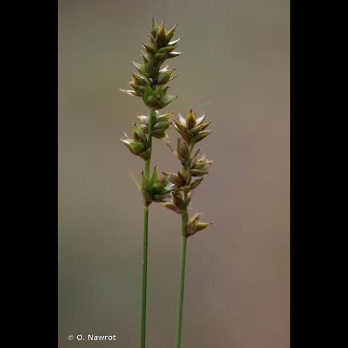 <i>Carex leersii</i> F.W.Schultz, 1870 [nom. cons.] © O. Nawrot