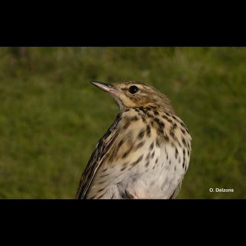 <i>Anthus trivialis</i> (Linnaeus, 1758) © O. Delzons