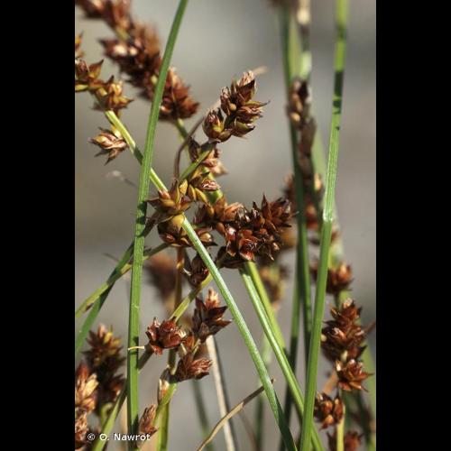 <i>Carex muricata</i> L., 1753 © O. Nawrot