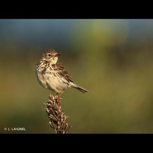 <i>Anthus pratensis</i> (Linnaeus, 1758) © J. LAIGNEL