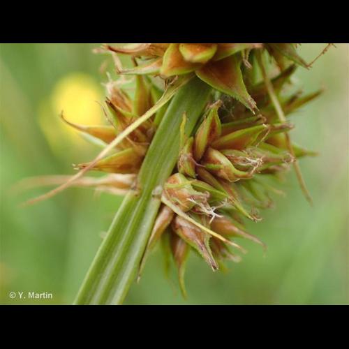 <i>Carex otrubae</i> Podp., 1922 © NULL