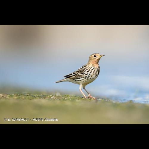 <i>Anthus cervinus</i> (Pallas, 1811) © E. SANSAULT - ANEPE Caudalis