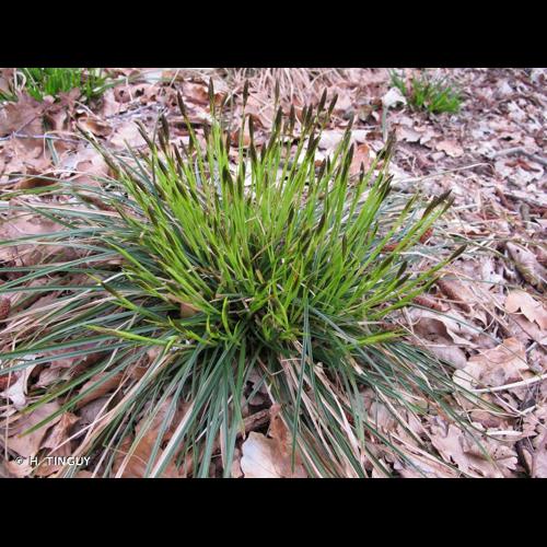 <i>Carex umbrosa</i> Host, 1801 © H. TINGUY