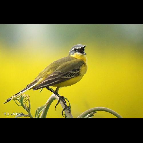 <i>Motacilla flava</i> Linnaeus, 1758 © J. LAIGNEL