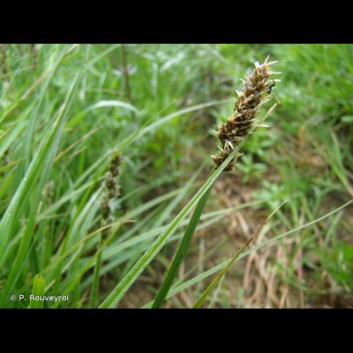 <i>Carex vulpina</i> L., 1753 © P. Rouveyrol