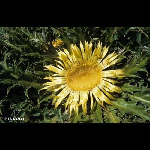 <i>Carlina acanthifolia</i> All., 1773 © M. Bartoli