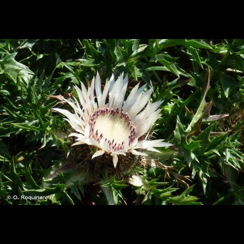 <i>Carlina acaulis</i> L., 1753 &copy; O. Roquinarc'h